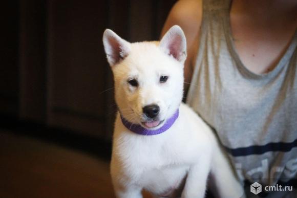 Щенки Кишу ину (Кисю). Фото 3.