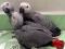 Жако - ручные птенцы из питомника. Фото 1.