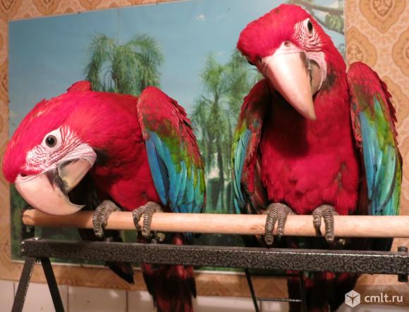 Зеленокрылый ара - ручные птенцы из питомника. Фото 1.