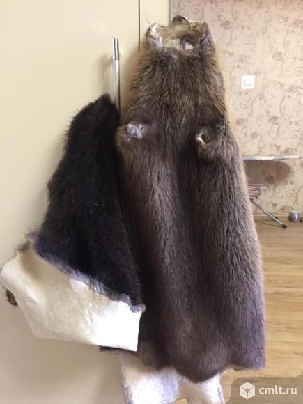 Продам шкуры бобра. Фото 2.