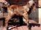 Англо- нубийские козлята. Фото 1.