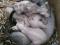 Котята породы Канадский Сфинкс. Фото 1.