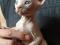 Котята породы Канадский Сфинкс. Фото 2.