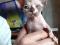 Котята породы Канадский Сфинкс. Фото 4.
