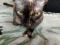 Котята породы Канадский Сфинкс. Фото 7.