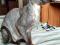 Котята породы Канадский Сфинкс. Фото 8.