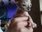 Котята породы Канадский Сфинкс. Фото 10.