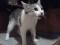 Молодой кот светлого окраса. Фото 4.