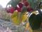 Ремонтантная малина Бабье лето. Фото 1.