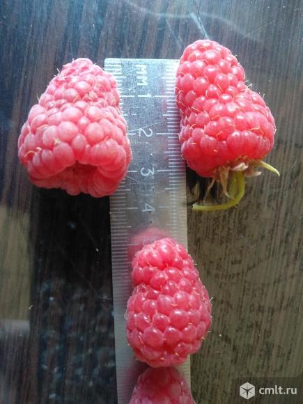 Малиновое дерево Крепыш. Фото 1.