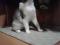 Молодой кот светлого окраса. Фото 4.