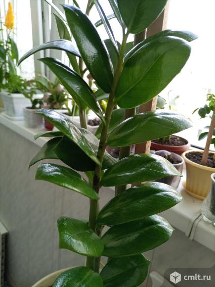 Замиокулькас( долларовое дерево). Фото 1.