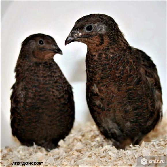 Перепела Тенеброз «Tenebrosus»  немецкой линии VOGELSBERGER. Фото 1.