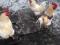 Петушки на откорм. Браун Ник. Суточные цыплята.. Фото 2.