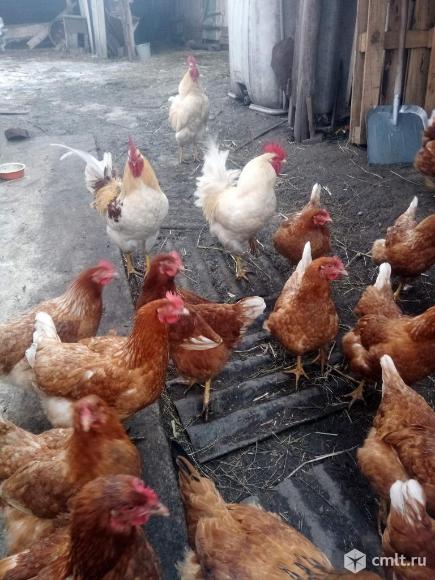 Петушки на откорм. Браун Ник. Суточные цыплята.. Фото 3.