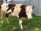 Продается  корова породы Монбельярд. Фото 1.