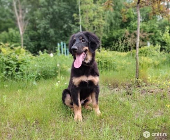 Щенки редкой рабочей породы  ховаварт. Фото 2.