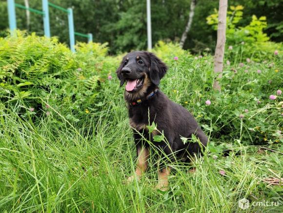 Щенки редкой рабочей породы  ховаварт. Фото 3.