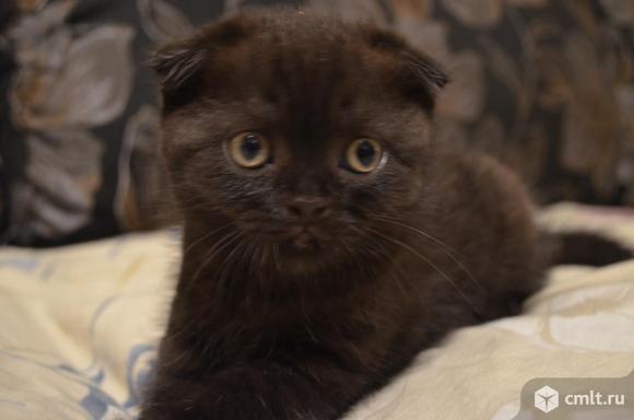 Шотландские вислоухие котята девочки. Фото 1.