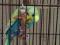 Волнистый попугай с клеткой. Фото 6.
