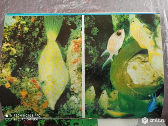 Продажа книги Ж.-И. Кусто Сюрпризы моря. Фото 7.