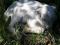 Продам Альпийскую дойную козу. Фото 3.