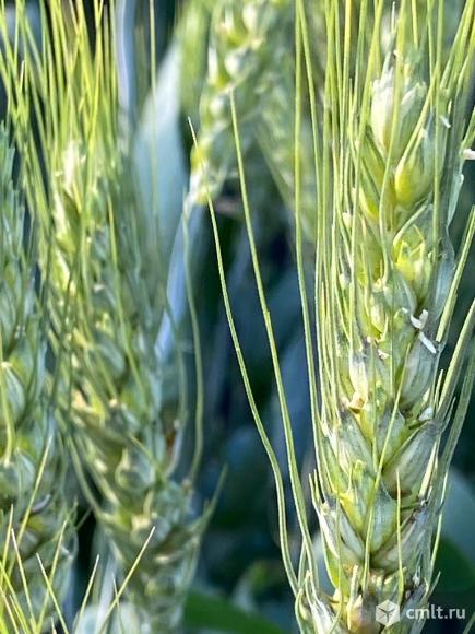 семена пшеница ячмень тритикале АГРОАСТРА