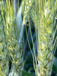 семена пшеница ячмень тритикале АГРОАСТРА