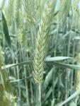 Семена пшеница ячмень тритикале АГРОАСТРА
