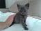 Котенок серо-синего оттенка. Фото 1.