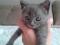 Котенок серо-синего оттенка. Фото 2.