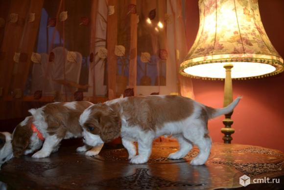 Кавалер Кинг Чарльз спаниель-собака англиских королей. Фото 3.