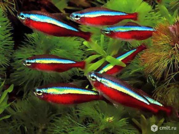 Аквариумные рыбки.. Фото 14.