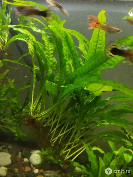 Таиландский папоротник в аквариум. Фото 1.