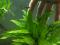 Таиландский папоротник в аквариум. Фото 3.