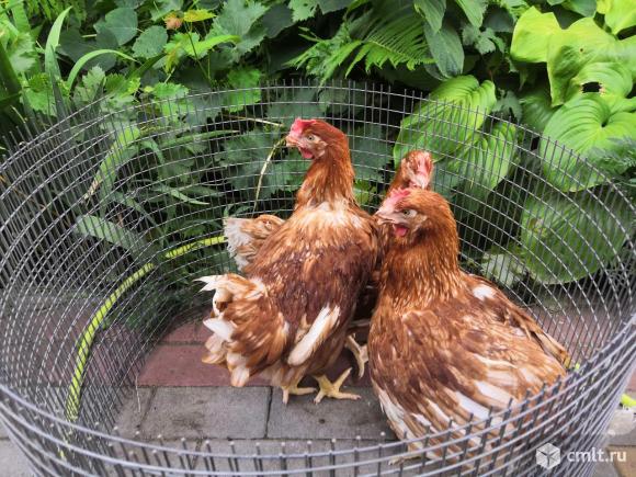 Куры несушки белые. Кто продает курей несушек. Курицы педлино. Курица несушка сушка. Куры несушки приморский край.