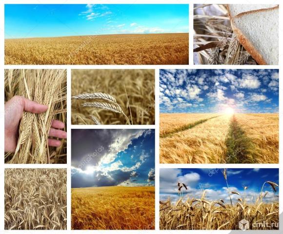 СХПК Гигант Закупает Лен, Овес, Ячмень, Пшеница.. Фото 2.