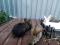Продам кроликов. Фото 6.