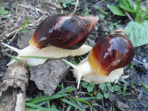 Улитки ахатины альбиносы. Фото 1.