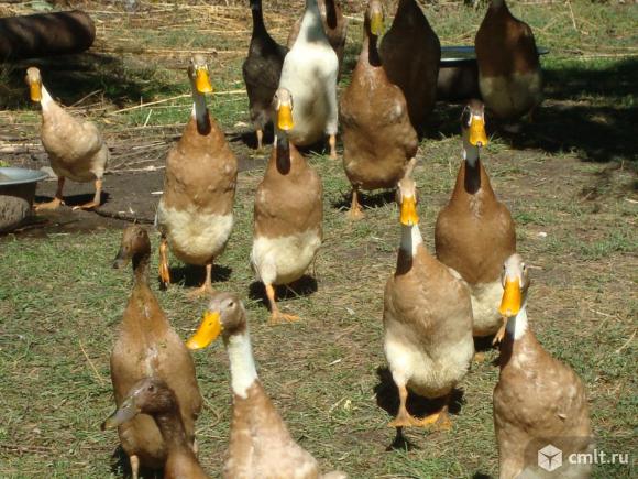 Инкубационное яйцо утки  индийский бегун(ок). Фото 2.