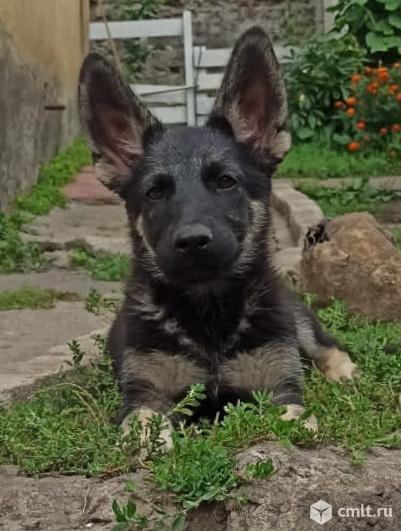 Щенки Восточно-Европейской овчарки.. Фото 1.