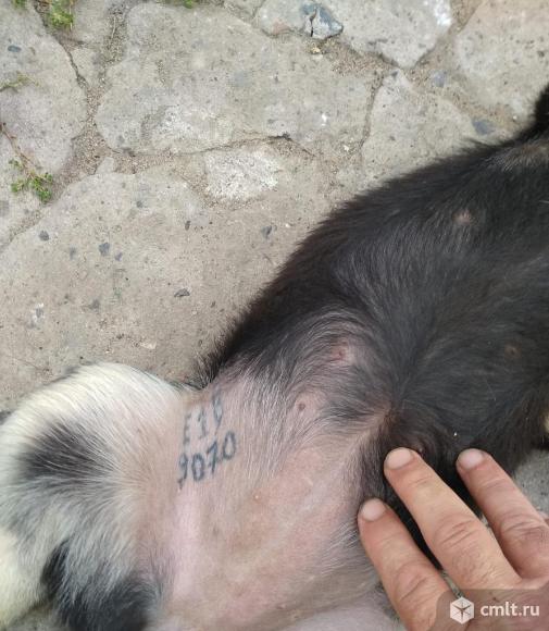 Щенки Восточно-Европейской овчарки.. Фото 5.