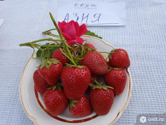 Рассада клубники. Фото 11.