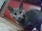 Кошечка серого окраса (4 мес. ). Фото 1.