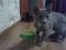 Кошечка серого окраса (4 мес. ). Фото 2.