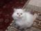 Персидские котята. Фото 4.