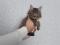 Котенок Сибирской Породы   Кошек, окрас "коричневый Табби". Фото 1.