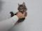 Котенок Сибирской Породы   Кошек, окрас "коричневый Табби". Фото 2.