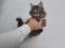 Котенок Сибирской Породы   Кошек, окрас "коричневый Табби". Фото 3.