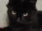 Кошка Багира - грациозная красавица. Фото 1.